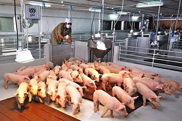 3591 CPF U Farm Cheeva Pork